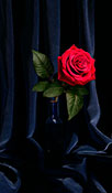 rose